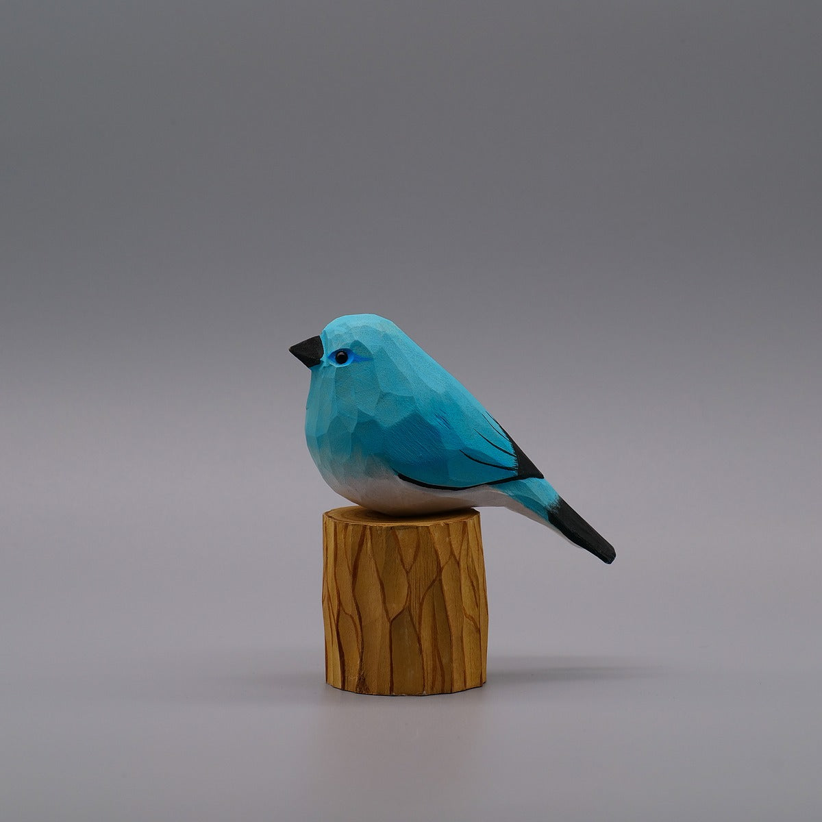 Classic Mountain Bluebird