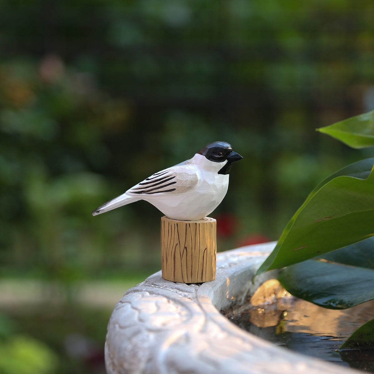 Black-Capped Chickadee