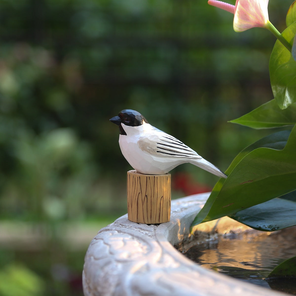 Black-Capped Chickadee