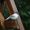 Black-Capped Chickadee