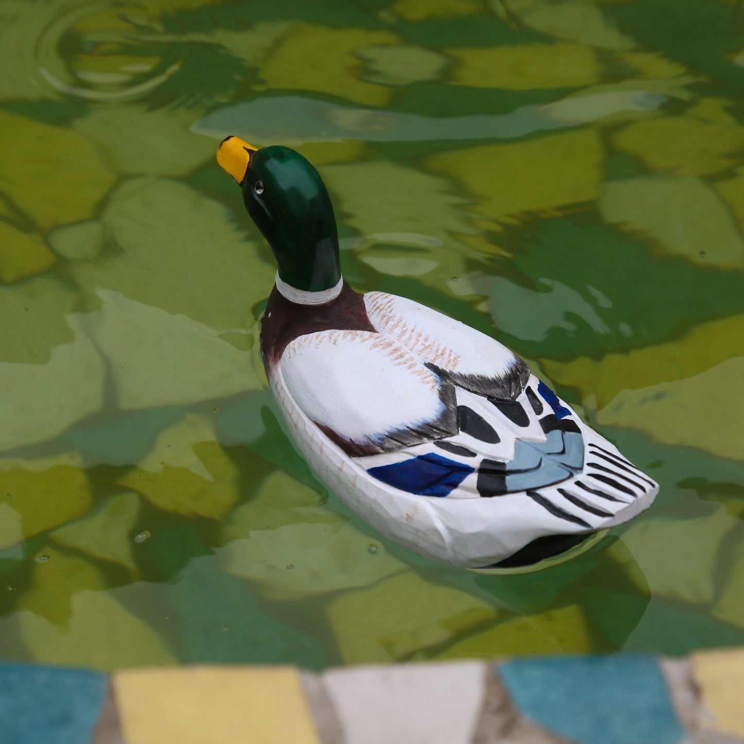 Mallard Duck