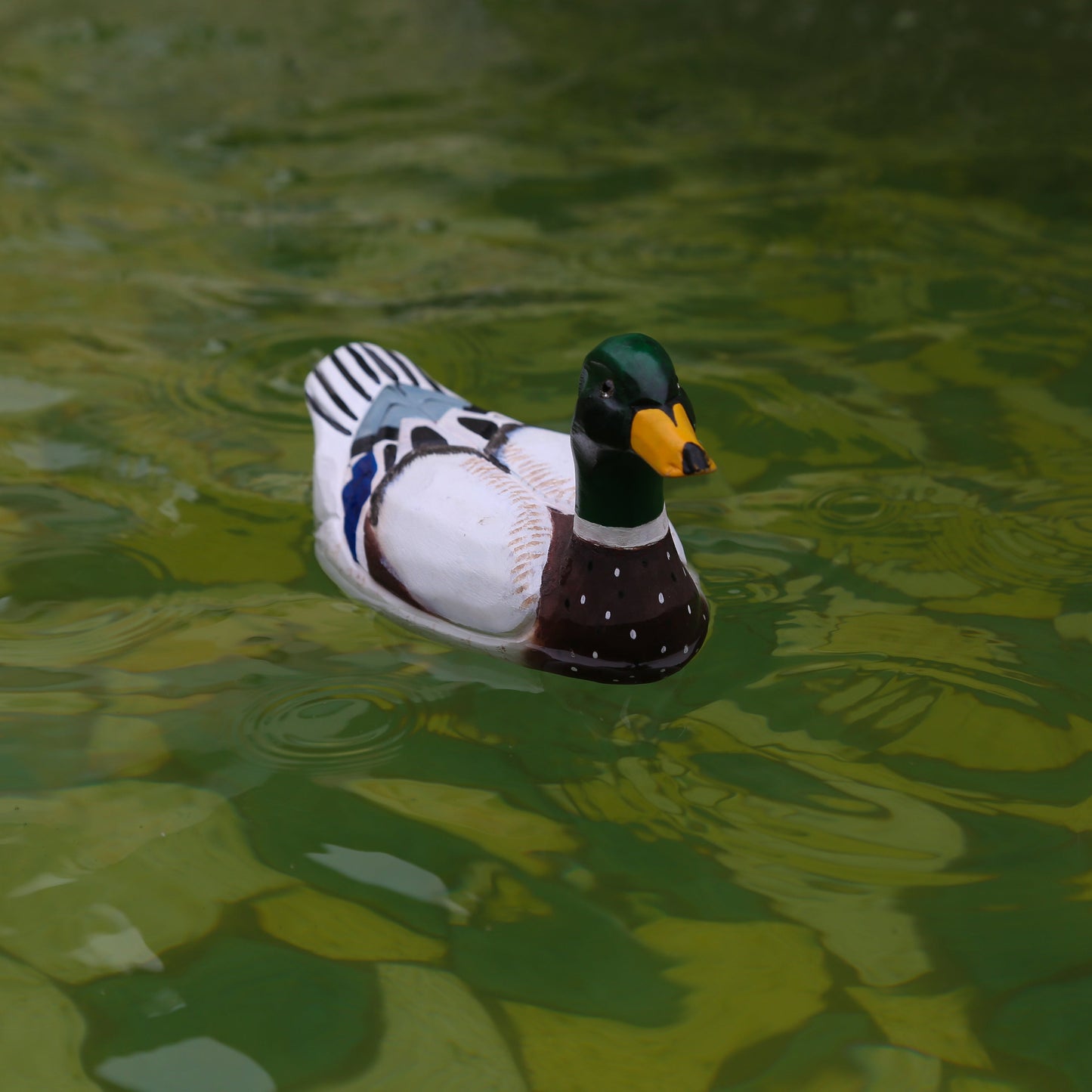 Mallard Duck
