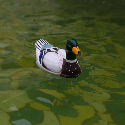 Mallard Duck