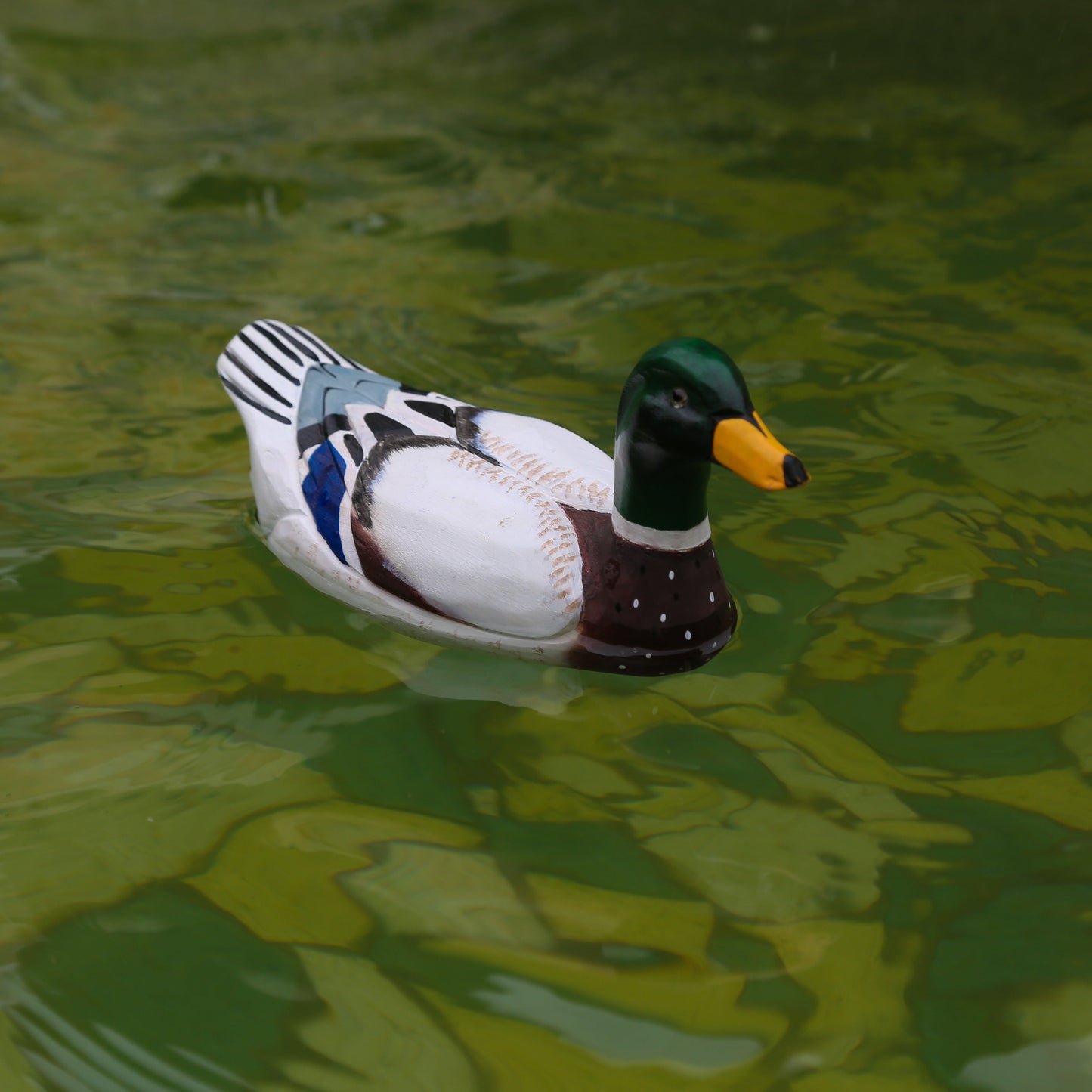 Mallard Duck