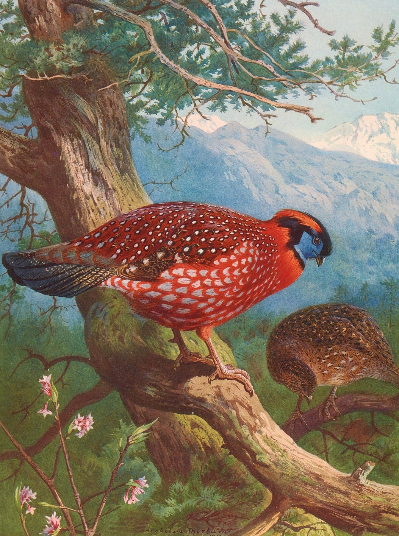 Temminck’s Tragopan