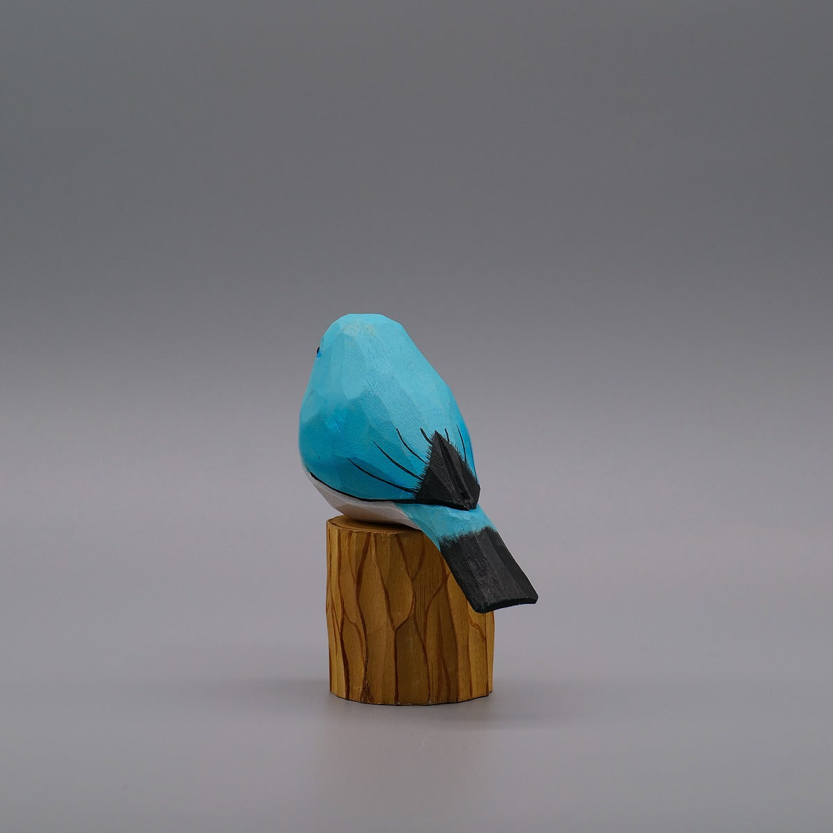 Classic Mountain Bluebird