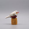 Classic Grey Zebra Finch