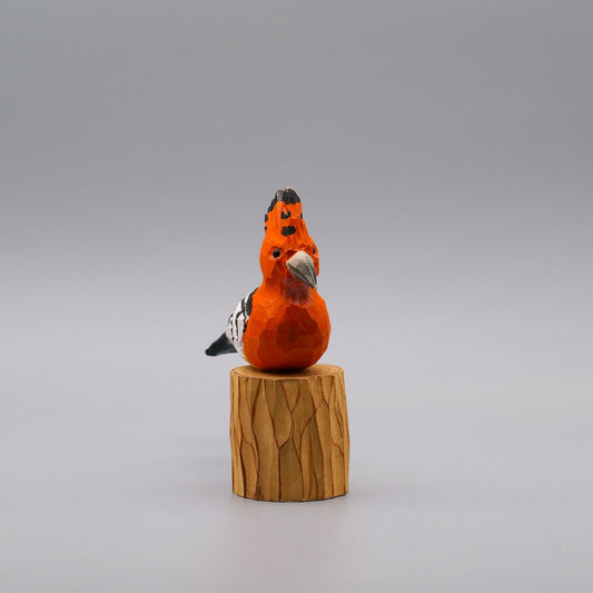 Classic Hoopoe