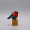 Classic Western Bluebird