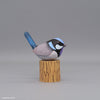 Superb Fairywren