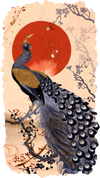 Celestial Peacock